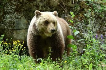 Trento Turista Straniero Aggredito Da Un Orso A Dro Ricoverato In