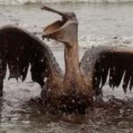 Golfo del Messico, la Bp vuole riprendere le trivellazioni