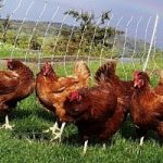 Cina, feci di gallina diventano energia