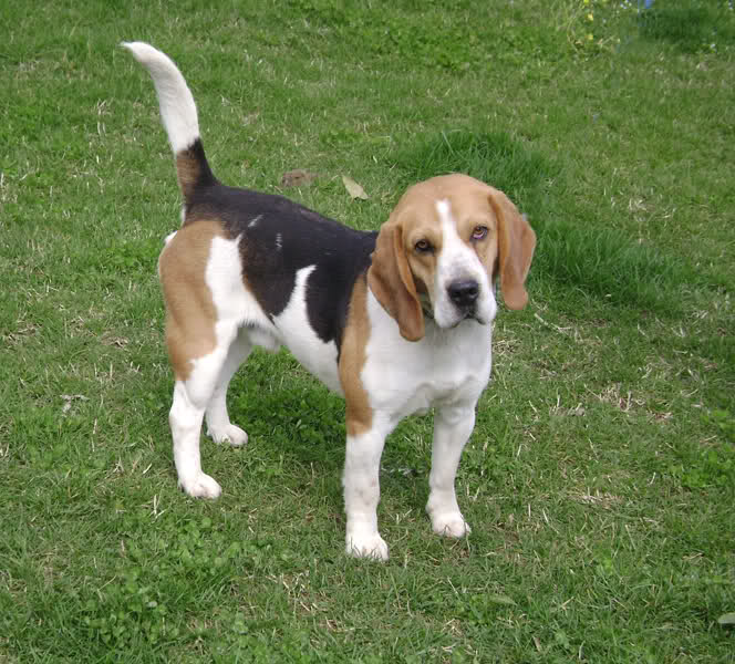 Adottare beagle di Green Hill 3