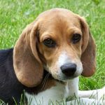 Animali: il 2013 anno decisivo per molte specie. Anche per quelle domestiche
