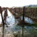 Maltempo, danni all’agricoltura per un miliardo di euro