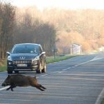 Sensori agli animali, per evitare gli incidenti