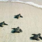 Calabria: a Ferragosto si attende la schiusa di un nido Caretta caretta