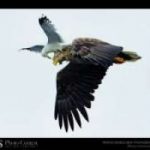 La foto piu’ bella del 2013. Natura protagonista