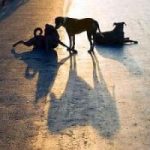 Come difendersi dai cani randagi - La guida pratica