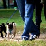 Veneto: spiagge, giardini e parchi pubblici aperti agli animali
