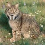 Mai piu' Daniza: ecco come funziona il piano per salvare la lince iberica