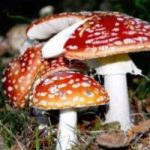 Funghi, il 2014 e' l'anno perfetto per la raccolta