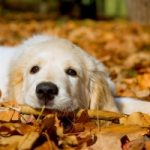 Qual è il cane più bello del mondo?