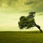 Fatti regalare un albero