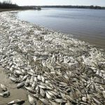 Laguna di Orbetello: è emergenza ambientale