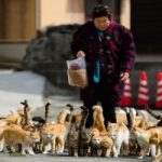 Oggi è la giornata dei gatti. In Giappone hanno un’isola tutta loro