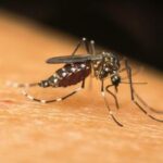 Dalla Dengue alla West Nile, in Europa crescono le infezioni veicolate dalle zanzare